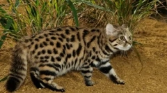 Čierna mačka: upír z dungeonu